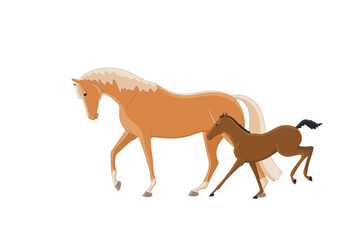 A mare walks with her newborn foal