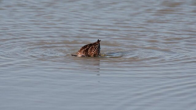 Little stint Calidris minuta in the wild. The bird is bathing.