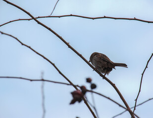 A frozen sparrow sits on a rosehip branch with berries on a frosty winter morning.