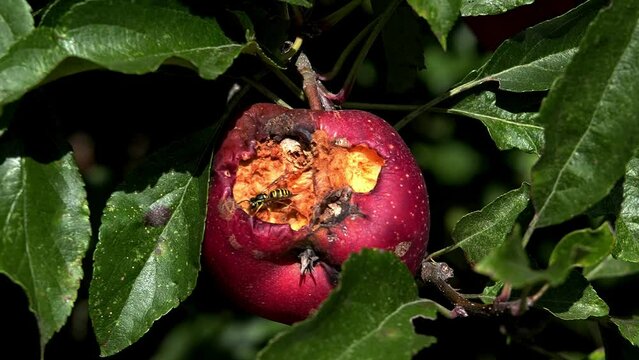 Wasp on red apple on tree in summer