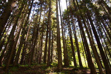 Fototapeta premium Forest. Dark Scene.