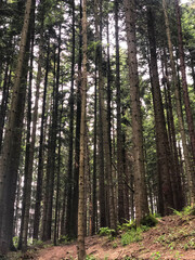 Fototapeta premium Nature Outdoor High Trees 2