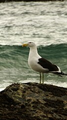 Gaviota en el mar