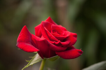 Red rose among green leaves. Small depth of field