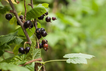 Ripe black currant hangs from a branch surrounded by green leaves. Ready for harvest. 