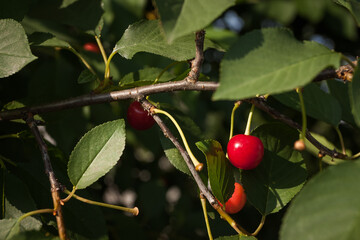 Juicy cherries hanging on a cherry tree branch