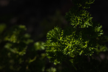 Parsley leaves close-up. Small depth of field