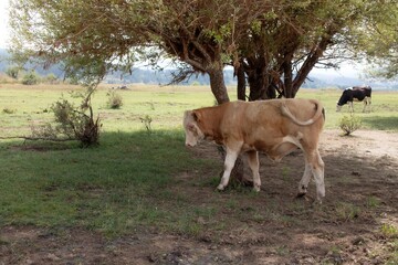 Grazing cows on Lake Cecita in the Sila Park in Calabria.