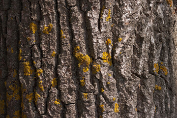 Poplar bark texture. Bark texture. Close-up