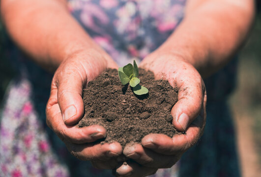Woman farmer hands planting sprout in soil.