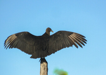 black vulture