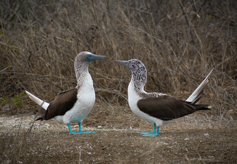 A couple of blue footed boobies performing mating ritual in Galapagos Islands, Ecuador. Two unique and exotic seabirds with turquoise foot flirting.