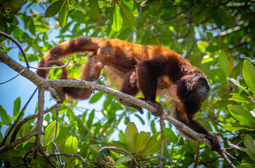 MACACO BUGIO