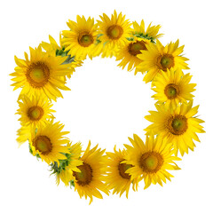 Yellow Sunflowers isolated on white background. Floral border.