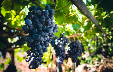 black grapes hanging on the vine in algarve, portugal