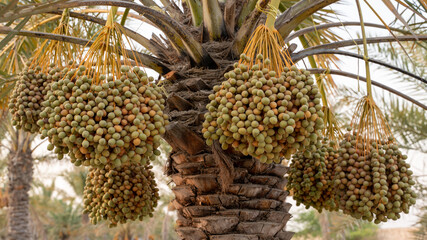 date plantation in the Arab country.