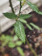 plant growing in soil