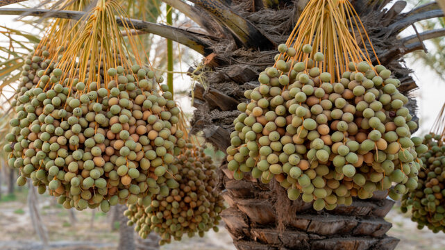 date plantation in the Arab country.