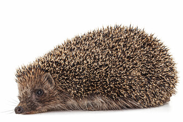 Common hedgehog, or  European hedgehog, also known as the West European hedgehog, lat. Erinaceus europaeus, isolated on white background