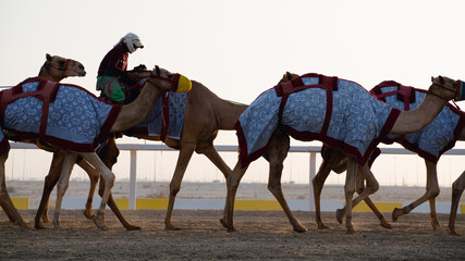 Jockeys riding camels at a race track in Qatar.