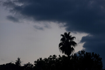 a palm tree shade in the evening