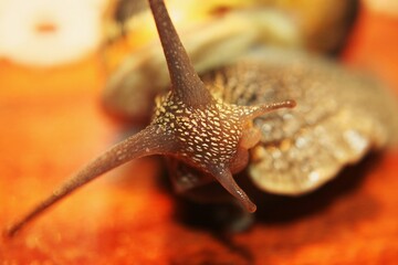 Escargot macro