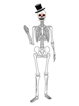 Skeleton of the day of the dead on a white background, better known as El catrín.