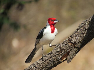 Red-cowled Cardinal