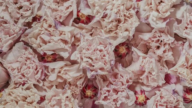 Time-lapse lot of opening pink flowers. Reverse time lapse withering and blooming flower texture. Soft color flower pattern from full blossom to withered. Life and death, youth and aging concept
