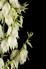 White flowers of yucca, isolated on black background