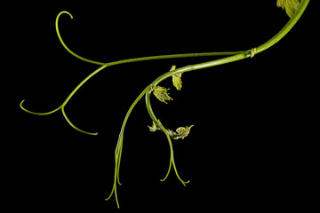 Vine branch with tendrils and young leaves, fresh young vine leaves, isolated on black background - 528807065