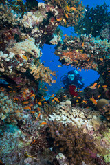 Naklejka na ściany i meble Scuba diving in the southern Red Sea, Egypt