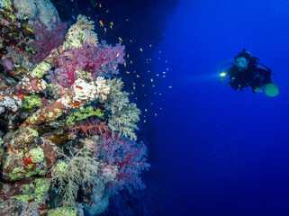 Fototapeta na wymiar Scuba diving in the southern Red Sea, Egypt