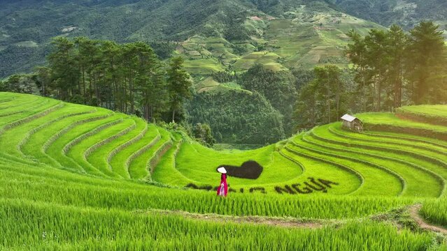 Asian woman wearing Vietnam culture traditional in Rice terrace at Mu cang chai, Vietnam.