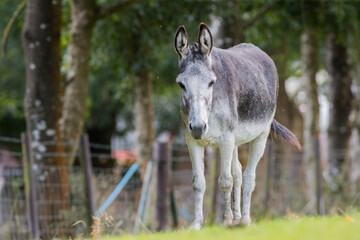 Portrait of a cute donkey on a pasture in summer outdoors