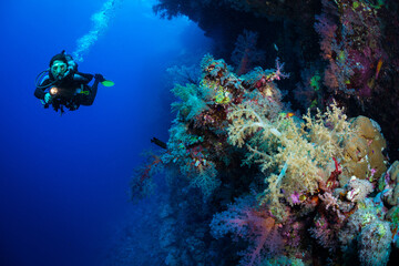 Naklejka na ściany i meble Scuba diving and exploring the coral reefs in the southern Red Sea of Egypt