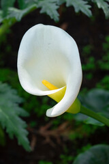 white calla lily