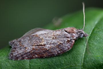 Wickler - Acleris sparsana