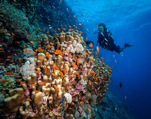Scuba diving and exploring the coral reefs in the southern Red Sea of Egypt