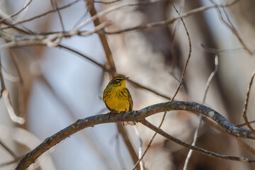 Palm Warbler on branch.