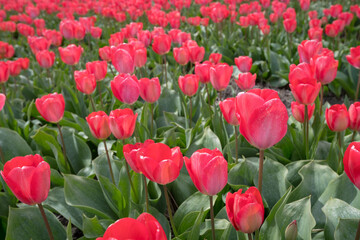 The famous Dutch poppy growing fields of the Netherlands close to Amaterdam