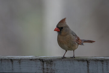 female Cardinal on Porch Railing