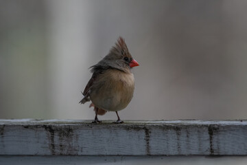 female Cardinal on Porch Railing