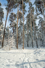 snowy forest in the morning