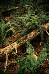 Fototapeta premium western sword ferns in the forest with log