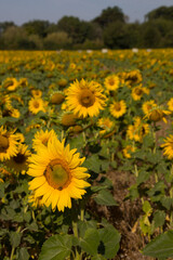 field of sunflowers, blooming sunflowers golden sunlight 