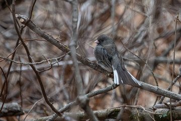 Dark Eyed Junco on branch.