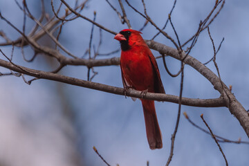 Male Cardinal on Branch