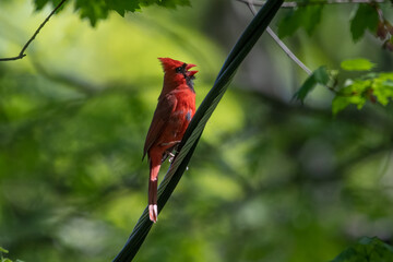 Northern Cardinal Singing on Wires