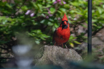 male Cardinal on rock
